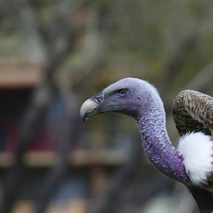 Vulture at AKL