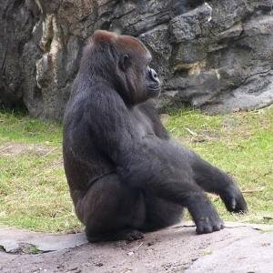 AK Gorilla