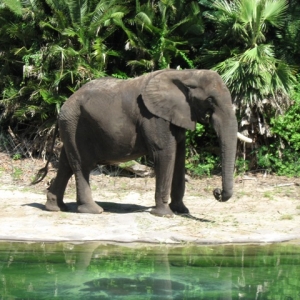 Animal Kingdom Elephant10-2007