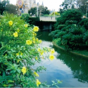 Yellow Flowers & Castle