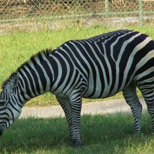 Zebra at DAKL