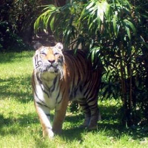 Tigers in Asia at DAK.