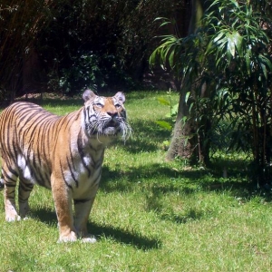 Tigers in Asia at DAK.