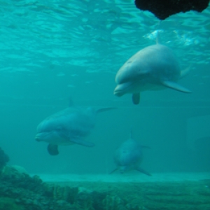 Dolphin Cove Underwater Viewing Area