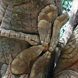 Tree of Life - Dragonfly