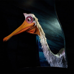 Finding Nemo - Pelican
