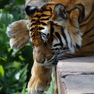Tiger nap
