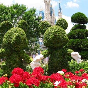 Mickey Minnie topiary