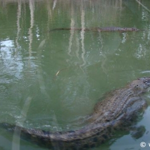 Hartley's Crocodile Farm