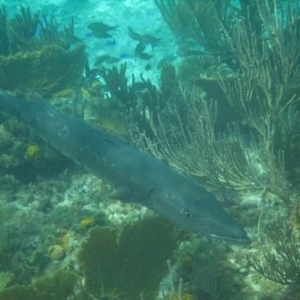 Barracuda at reef near Castaway Cay