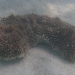 Sea slug at Castaway Cay