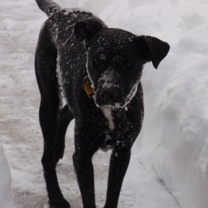 Our foster dog Mack