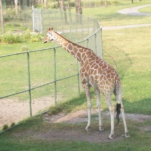 Giraffe at Fence