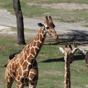 Animal-Kingdom-Lodge-Animals-012