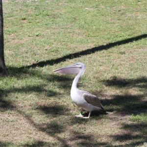 Animal-Kingdom-Lodge-Animals-031