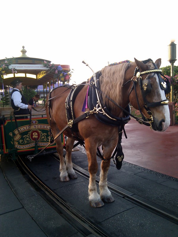 Belgian Horse on Main Street