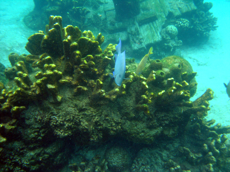 Discovery_Cove_Coral_Reef_06