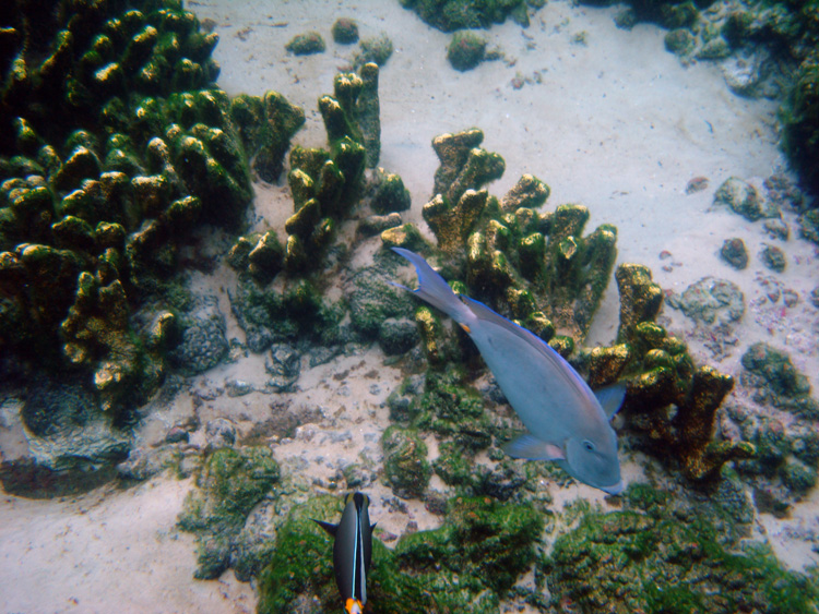 Discovery_Cove_Coral_Reef_09