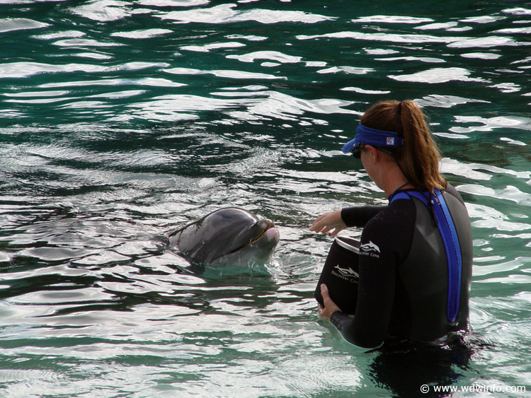 Discovery_Cove_Dolphin_Encounter_25