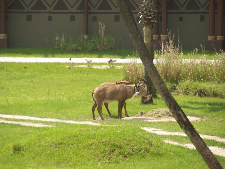 Sable Antelope.