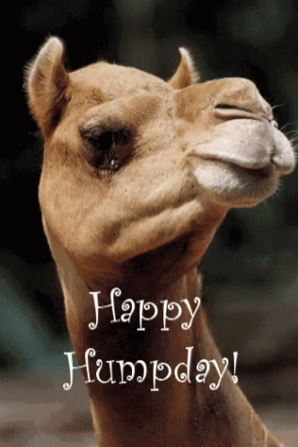 Wednesday Happy Hump Day GIF - Wednesday HappyHumpDay Camel GIFs