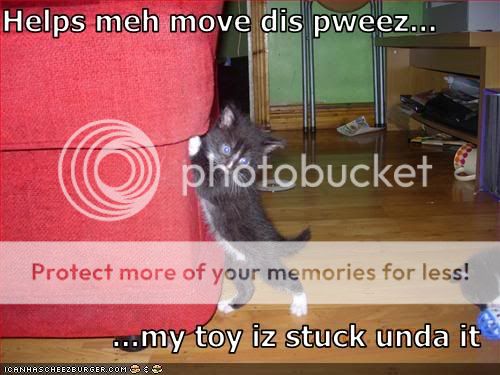funny-pictures-kitten-moves-a-couch.jpg
