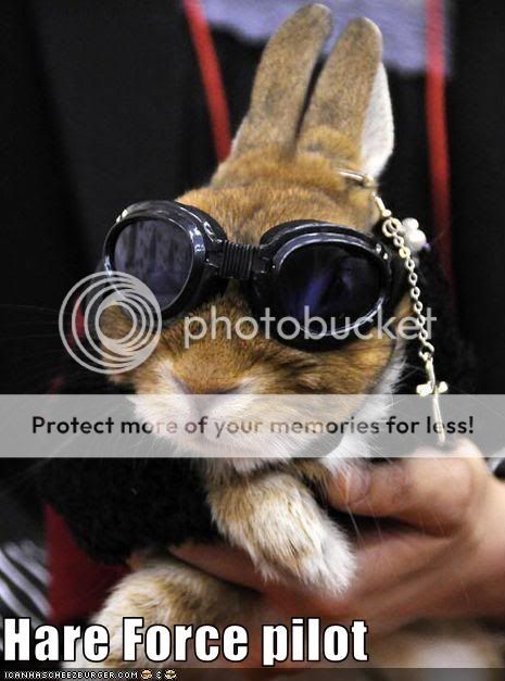 funny-pictures-rabbit-is-a-pilot.jpg