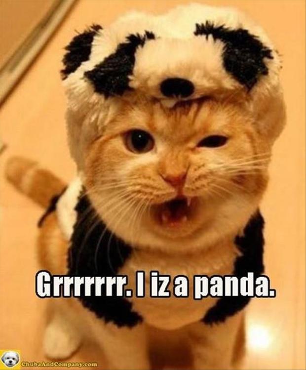 funny-animal-pictures-panda-bear1.jpg