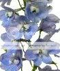Light_Blue_Delphinium_Flowers_300.jpg