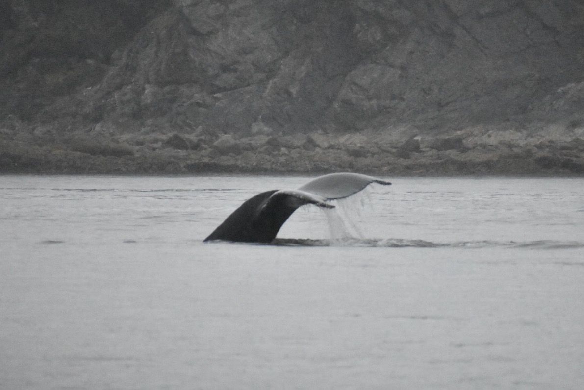 Whale2.jpg