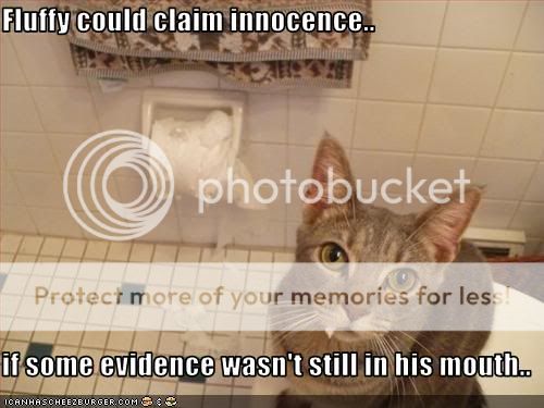 funny-pictures-cat-eats-toilet-pape.jpg