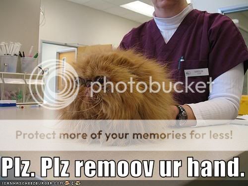 funny-pictures-cat-hates-the-vet.jpg