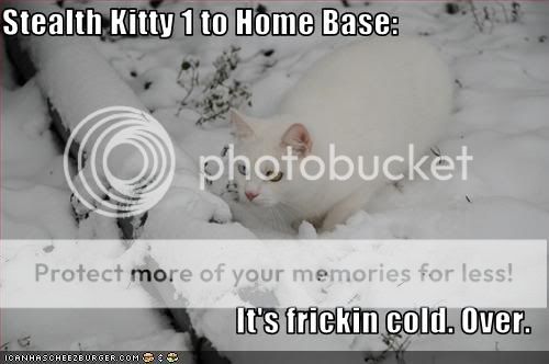 funny-pictures-cat-is-in-snow.jpg