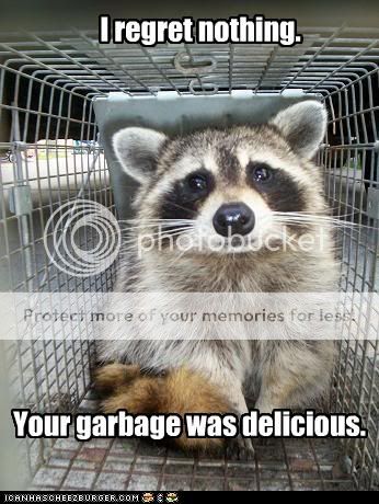 funny-pictures-raccoon-ate-your-gar.jpg
