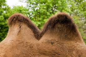 Camel Hump stock image. Image of horizontal, view, humps - 12084801