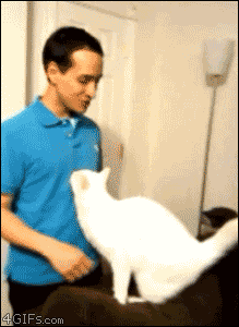 Thanks for petting me! - Imgur | Cat hug, Cute animals, Funny animals