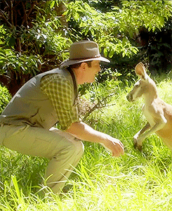 Time-He-Got-Too-Close-Kangaroo.gif