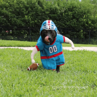 the-best-funny-pictures-of-halloween-pet-costumes-football-dog.gif