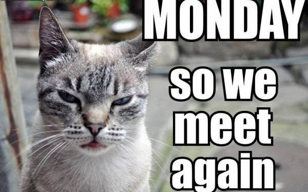 Monday_cat_photie.jpg