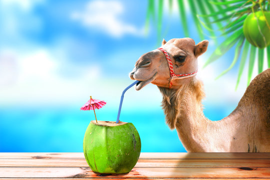 9,690 BEST Camel Funny IMAGES, STOCK PHOTOS & VECTORS | Adobe Stock