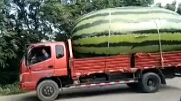 Image result for world's biggest watermelon